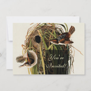 Audubon Marsh Wren Bird Art Invitation
