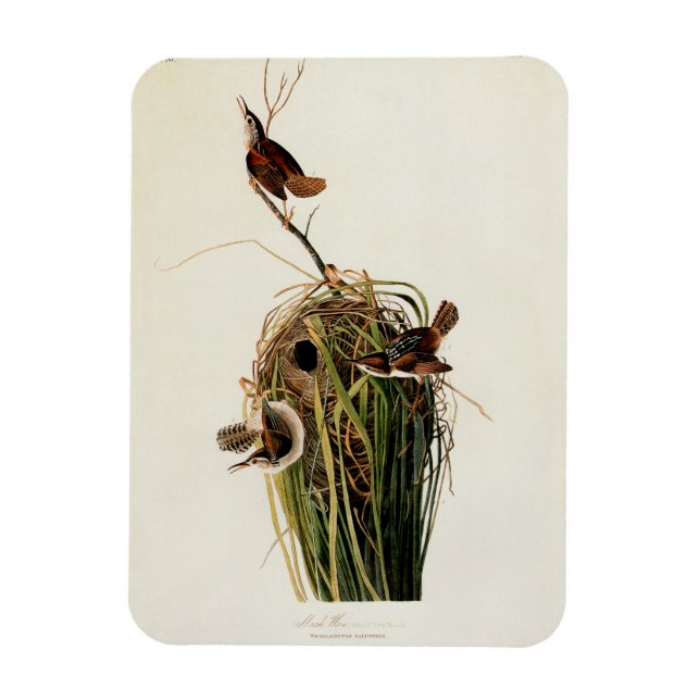 Audubon Marsh Wren Bird Art Magnet (Vertical)