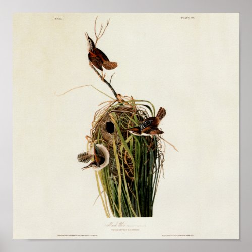 Audubon Marsh Wren Bird Art Poster