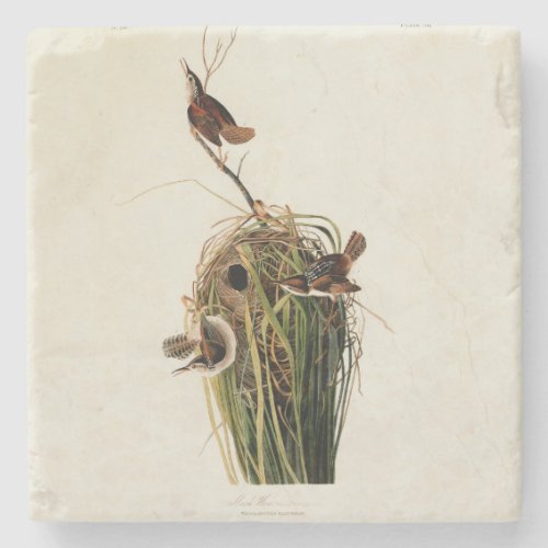 Audubon Marsh Wren Bird Art Stone Coaster