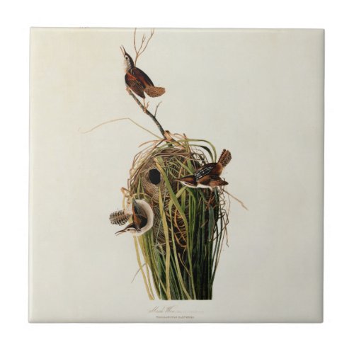 Audubon Marsh Wren Bird Art Tile