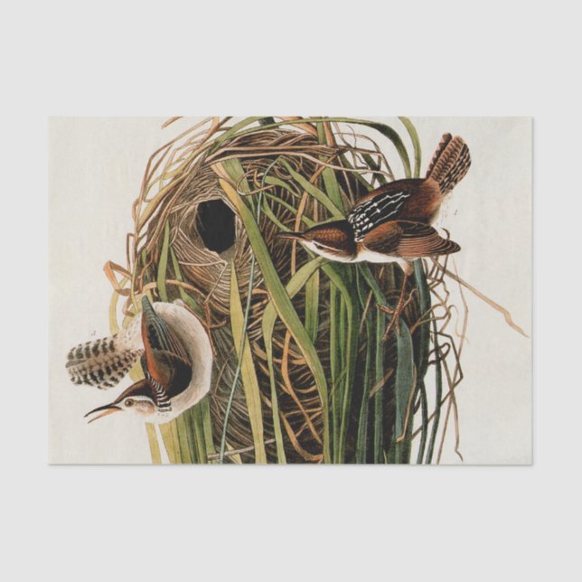 Audubon Marsh Wren Bird Art Tissue Paper (Front)