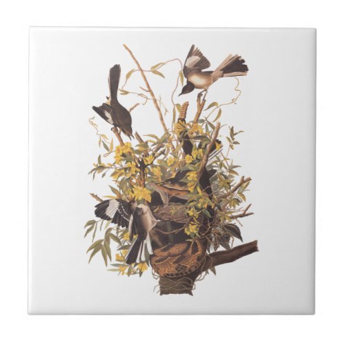 Audubon Mockingbird Family vs Snake Ceramic Tile