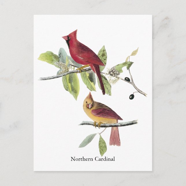 Audubon Northern Cardinal Postcard (Front)