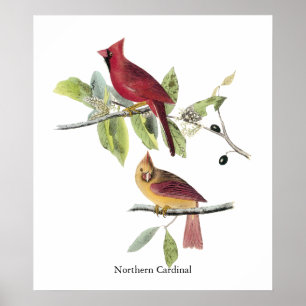 Audubon Northern Cardinal Poster