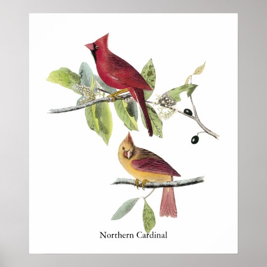 Audubon Northern Cardinal Poster | Zazzle.com