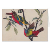 Audubon Painted Bunting Bird Wildlife (Front Horizontal)