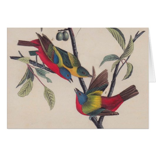 Audubon Painted Bunting Bird Wildlife (Front Horizontal)