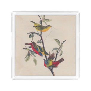 Audubon Painted Bunting Bird Wildlife Acrylic Tray