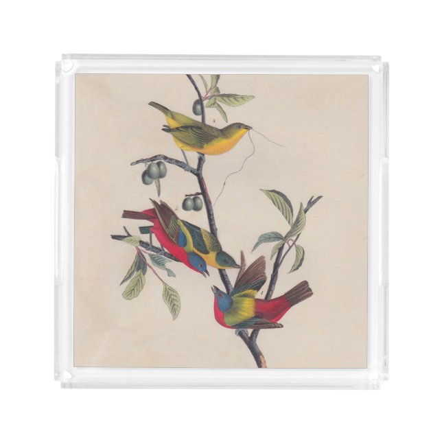 Audubon Painted Bunting Bird Wildlife Acrylic Tray (Front)