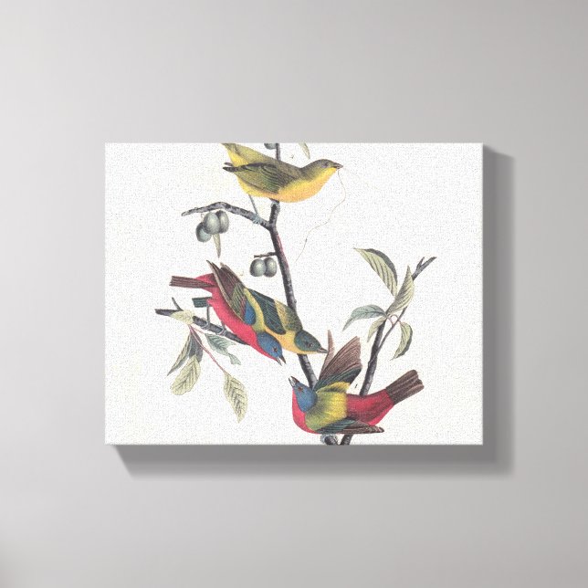 Audubon Painted Bunting Bird Wildlife Canvas Print (Front)
