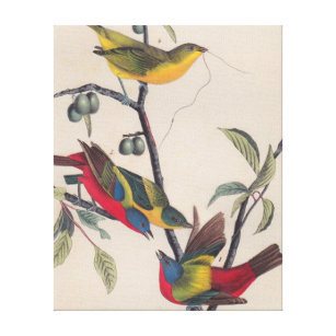 Audubon Painted Bunting Bird Wildlife Canvas Print