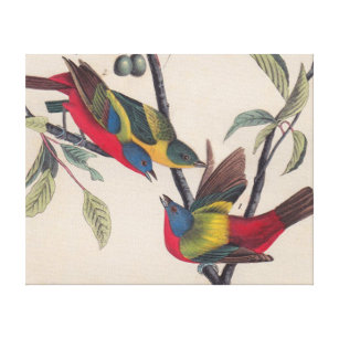 Audubon Painted Bunting Bird Wildlife Canvas Print