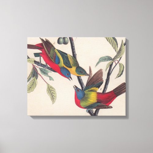 Audubon Painted Bunting Bird Wildlife Canvas Print