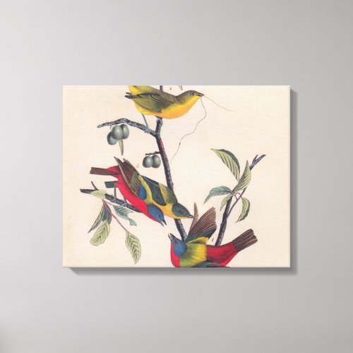 Audubon Painted Bunting Bird Wildlife Canvas Print