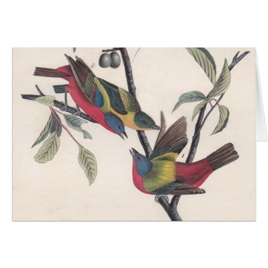 Audubon Painted Bunting Bird Wildlife Cards (Front Horizontal)