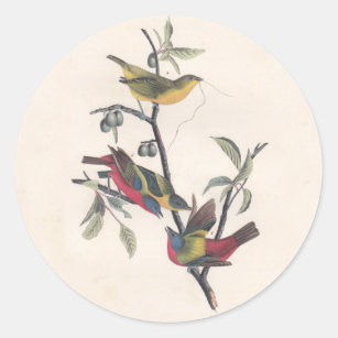 Audubon Painted Bunting Bird Wildlife Classic Round Sticker