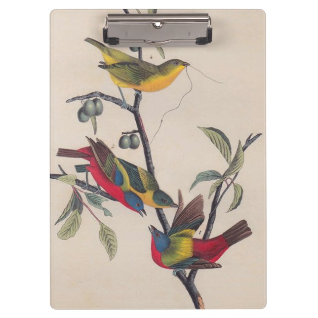 Audubon Painted Bunting Bird Wildlife Clipboard (Front)