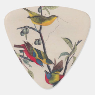 Audubon Painted Bunting Bird Wildlife Guitar Pick