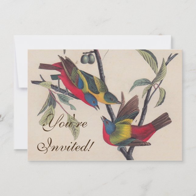 Audubon Painted Bunting Bird Wildlife Invitation (Front)