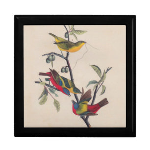 Audubon Painted Bunting Bird Wildlife Jewelry Box