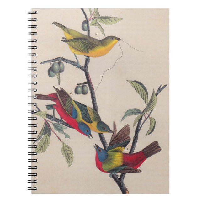 Audubon Painted Bunting Bird Wildlife Notebook (Front)