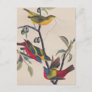 Audubon Painted Bunting Bird Wildlife Postcard