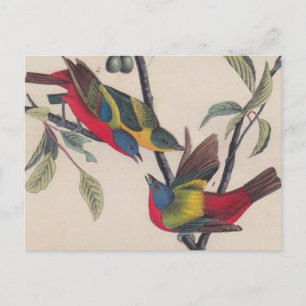 Audubon Painted Bunting Bird Wildlife Postcard