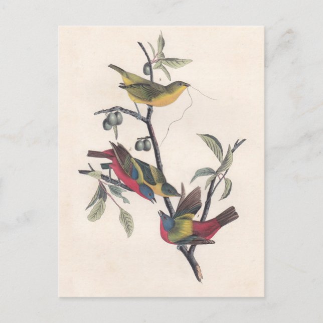 Audubon Painted Bunting Bird Wildlife Postcard (Front)