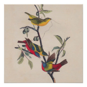 Audubon Painted Bunting Bird Wildlife Poster