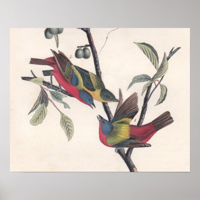 Audubon Painted Bunting Bird Wildlife Poster (Front)