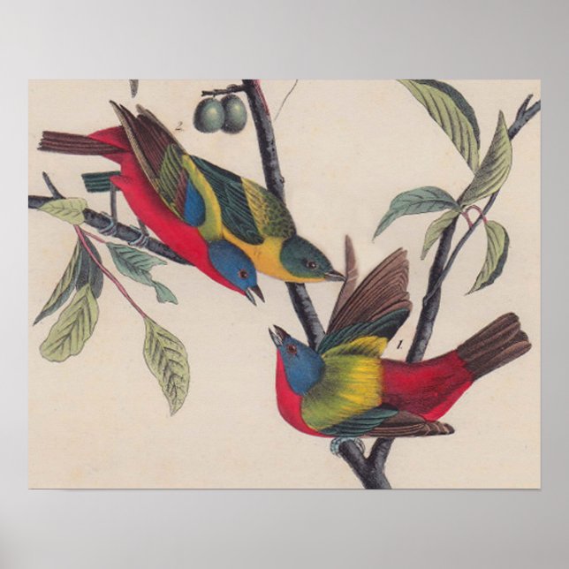 Audubon Painted Bunting Bird Wildlife Poster (Front)