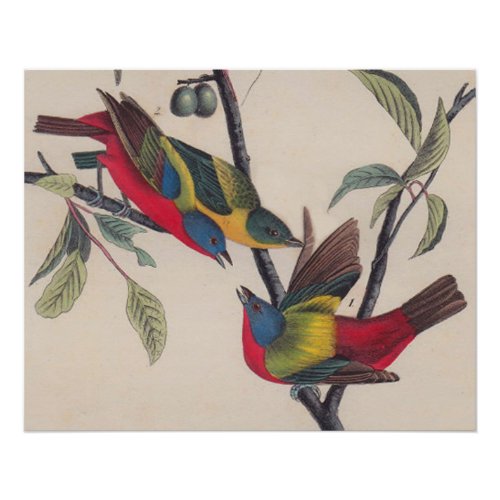 Audubon Painted Bunting Bird Wildlife Poster