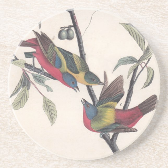 Audubon Painted Bunting Bird Wildlife Sandstone Coaster (Front)