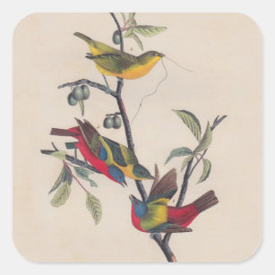 Audubon Painted Bunting Bird Wildlife Square Sticker