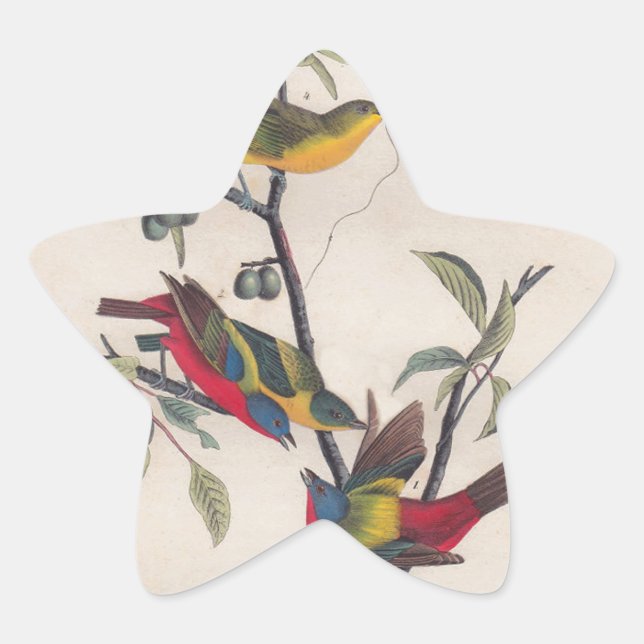 Audubon Painted Bunting Bird Wildlife Star Sticker (Front)