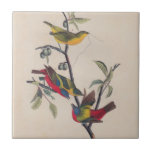 Audubon Painted Bunting Bird Wildlife Tile<br><div class="desc">John James Audubon Painted Bunting - Audubon created amazing lithographs of American birds, and this painted bunting an antique Audubon bunting print showing several painted bunting birds sitting in a berry bush. These painted buntings are beautiful -- very colorful -- red, orange, yellow, blue and green, and brown. The painted...</div>