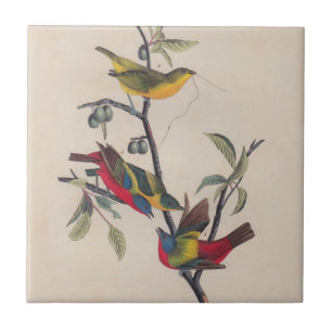Audubon Painted Bunting Bird Wildlife Tile