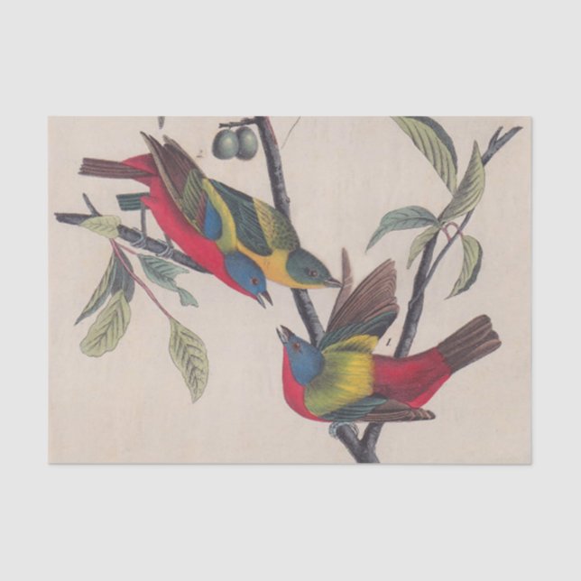 Audubon Painted Bunting Bird Wildlife Tissue Paper (Front)