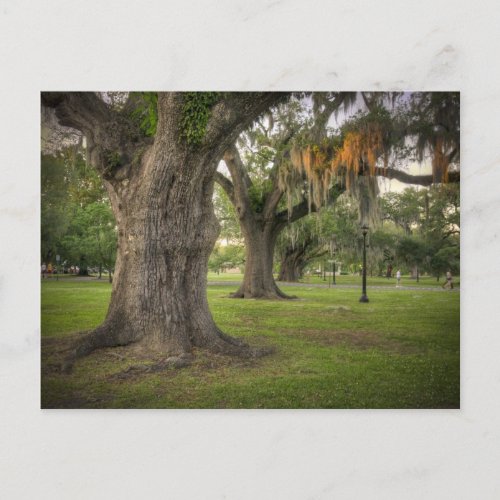 Audubon Park Live Oaks Postcard