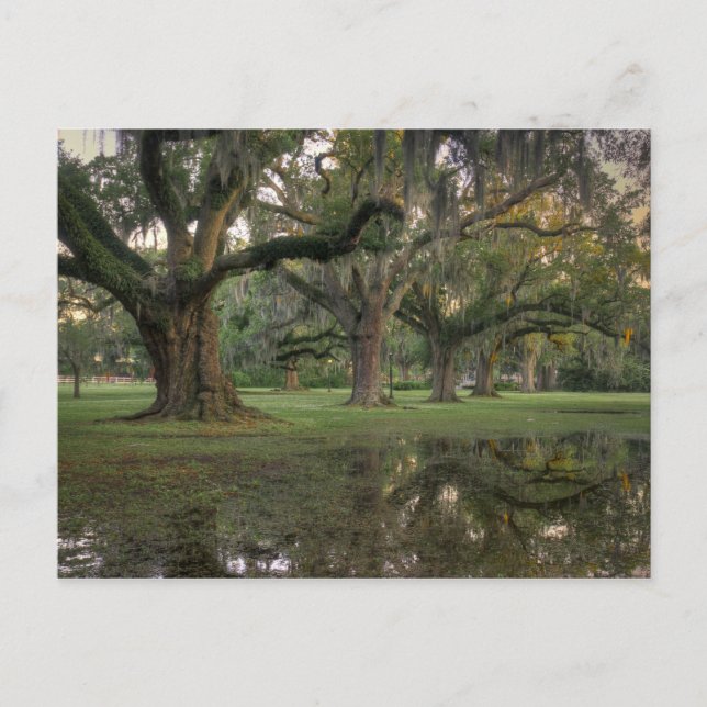 Audubon Park Rain Postcard (Front)