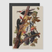 Audubon Pileated Woodpecker Bird Painting (Front/Back)