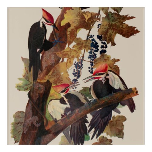 Audubon Pileated Woodpecker Bird Painting Acrylic Print