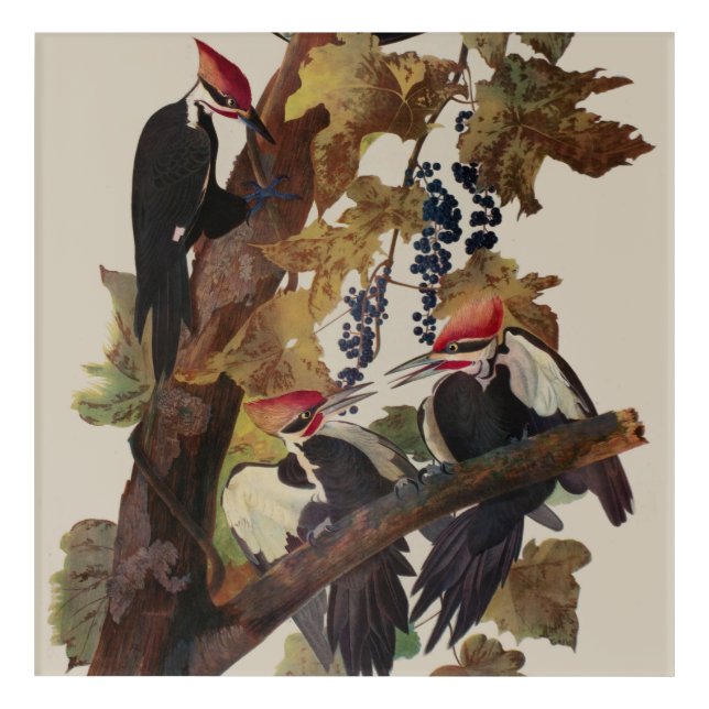Audubon Pileated Woodpecker Bird Painting Acrylic Print (Front)