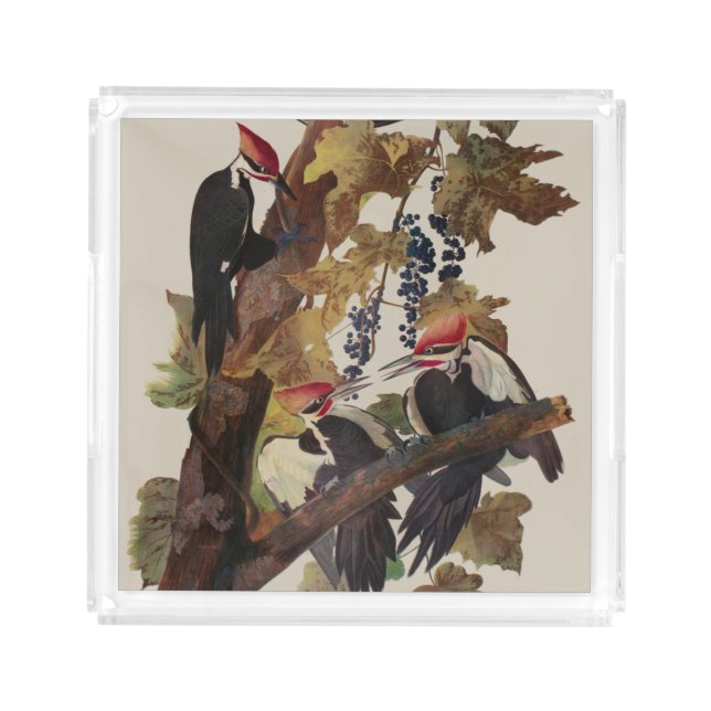 Audubon Pileated Woodpecker Bird Painting Acrylic Tray (Front)