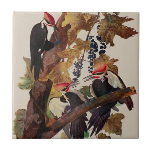 Audubon Pileated Woodpecker Bird Painting Ceramic Tile