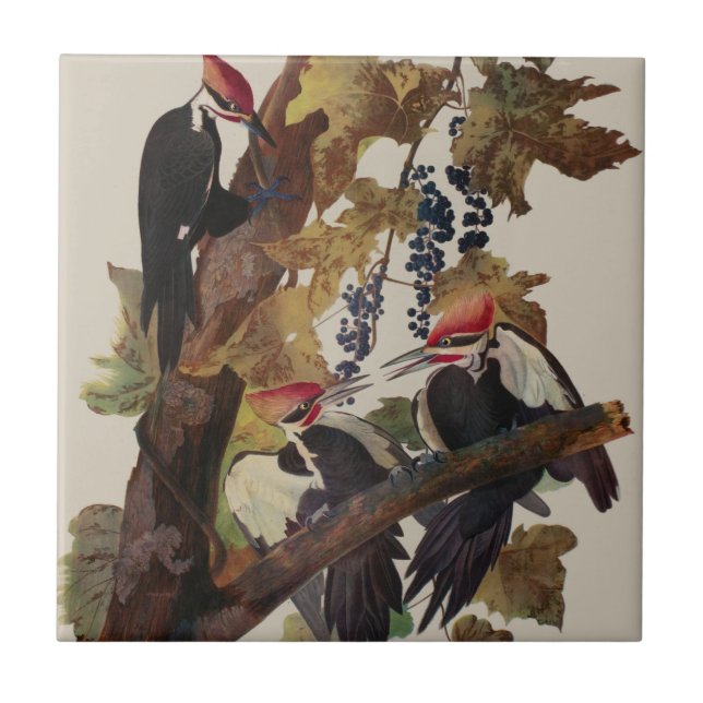 Audubon Pileated Woodpecker Bird Painting Ceramic Tile (Front)
