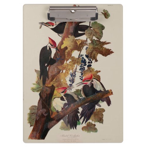 Audubon Pileated Woodpecker Bird Painting Clipboard