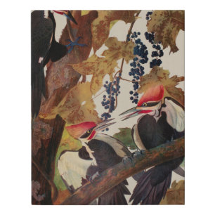 Audubon Pileated Woodpecker Bird Painting Faux Canvas Print