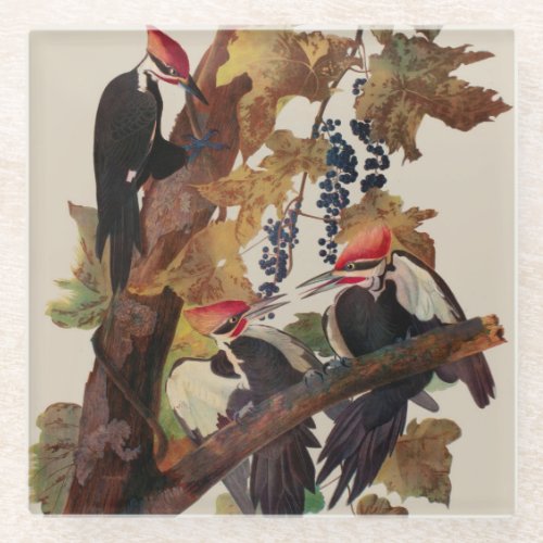 Audubon Pileated Woodpecker Bird Painting Glass Coaster